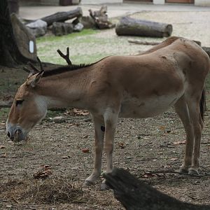 Persian onager