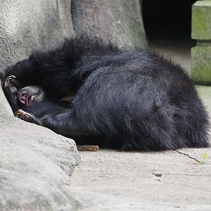 Sloth bear