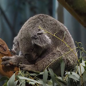 Koala