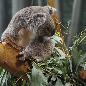 Koala