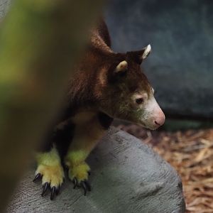 Matschie's tree kangaroo