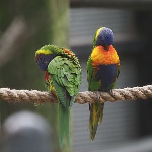 Rainbow lorikeets