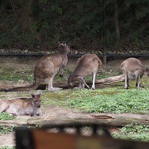 Red-necked wallaby and western gray kangaroos