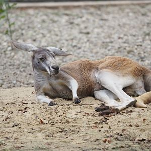 Red kangaroo