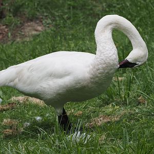 Trumpeter swan