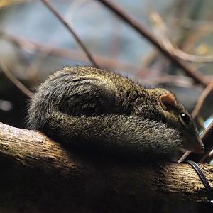 Northern tree shrew