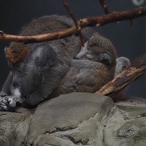Crowned lemurs