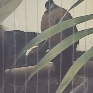 Can anyone id this bird I saw at Smithsonian zoo in 2009