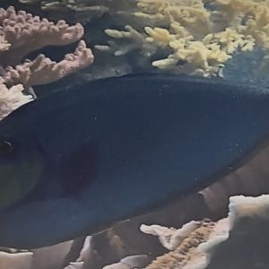 Can anyone id this fish I saw at Smithsonian zoo in 2009