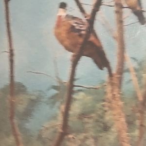 Can anyone id this bird I saw at Smithsonian zoo in 2009