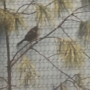 Can anyone id this bird I saw at Smithsonian zoo in 2009