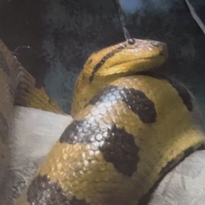 Green anaconda February 18, 2018