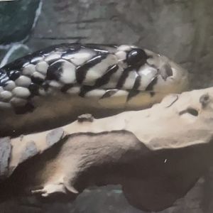 Forest cobra February 18, 2018