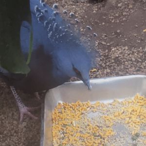 Crowned pigeon February 18, 2018