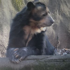 Andean bear February 18, 2018