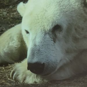 Polar bear February 18, 2018