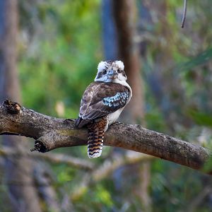 Laughing Kookaburra (Dacelo novaeguineae)