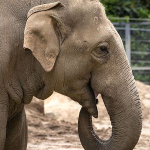 Asian elephant 'Luk Chai'