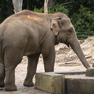 Asian elephant 'Luk Chai'