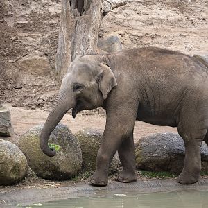 Asian elephant 'Man Jai'