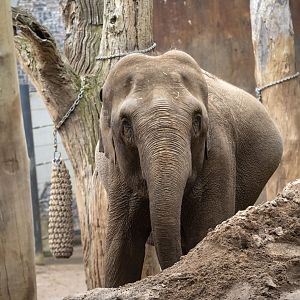 Asian elephant 'Num-Oi'