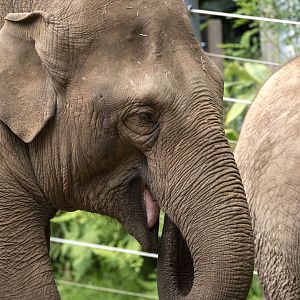 Asian elephant 'Num-Oi'