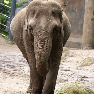 Asian elephant 'Num-Oi'