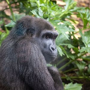 Western gorilla 'Kanzi'