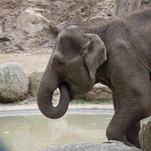 Asian elephant 'Mali'