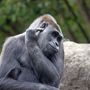 Western gorilla 'Kimya'