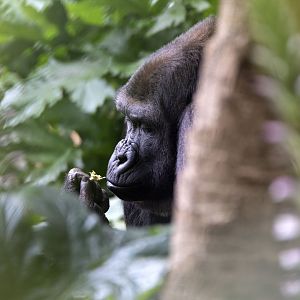 Western gorilla 'Kimya'