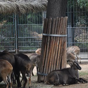 Himalayan tahr (Hemitragus jemlahicus)