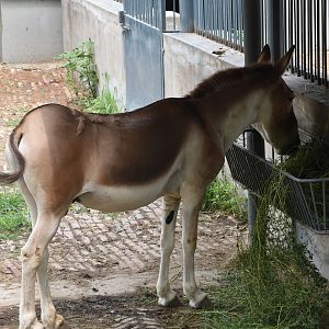 kiang (Equus kiang)