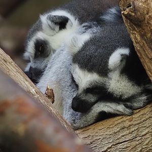 Ring-tailed lemurs