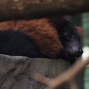 Red-ruffed lemur