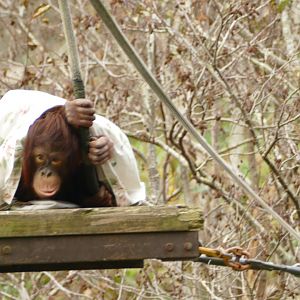 Natalia, Bornean Orangutan, November 2021