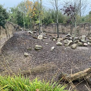 Islands - Visayan warty pig enclosure 181021