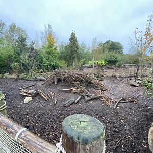 Islands - Visayan warty pig enclosure 181021