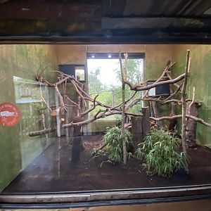Islands - Goodfellows tree-kangaroo indoors 181021