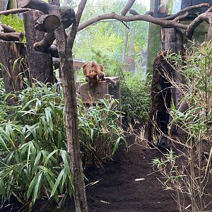 Islands - Goodfellows tree-kangaroo indoors 181021