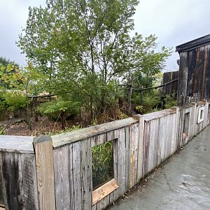 Islands - Goodfellows tree-kangaroo/Dusky pademelon outdoors 181021