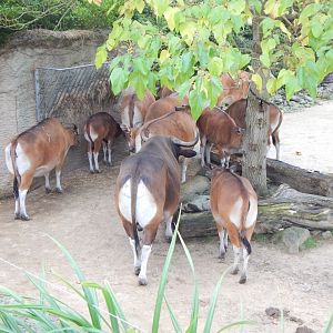 Islands - Javan bantengs 181021