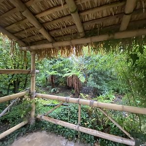 Islands - Indonesian Aviary 181021