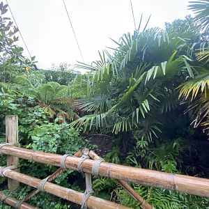 Islands - Indonesian Aviary 181021
