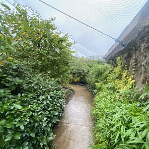 Islands - Indonesian Aviary 181021