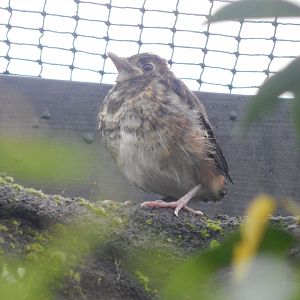 Islands - Indonesian Aviary - Chestnut-backed thrush? 181021