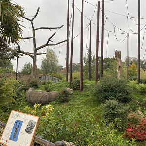 Islands - Moloch/Silvery gibbon enclosure 181021