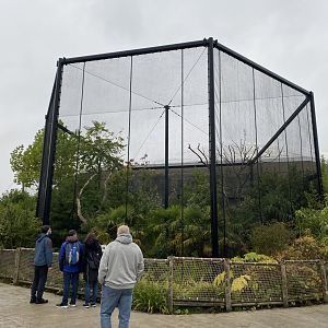 Monsoon Forest - Javan rhinoceros hornbill outdoor aviary 181021