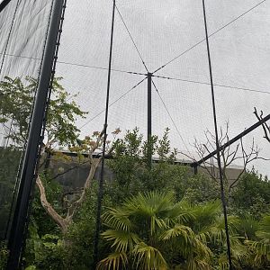 Monsoon Forest - Javan rhinoceros hornbill outdoor aviary 181021