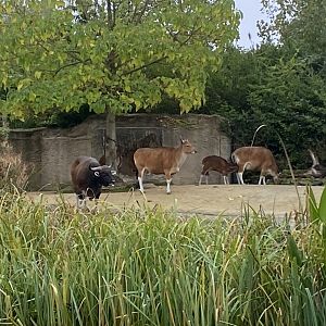 Islands Boat Trip view - Javan bantengs 181021